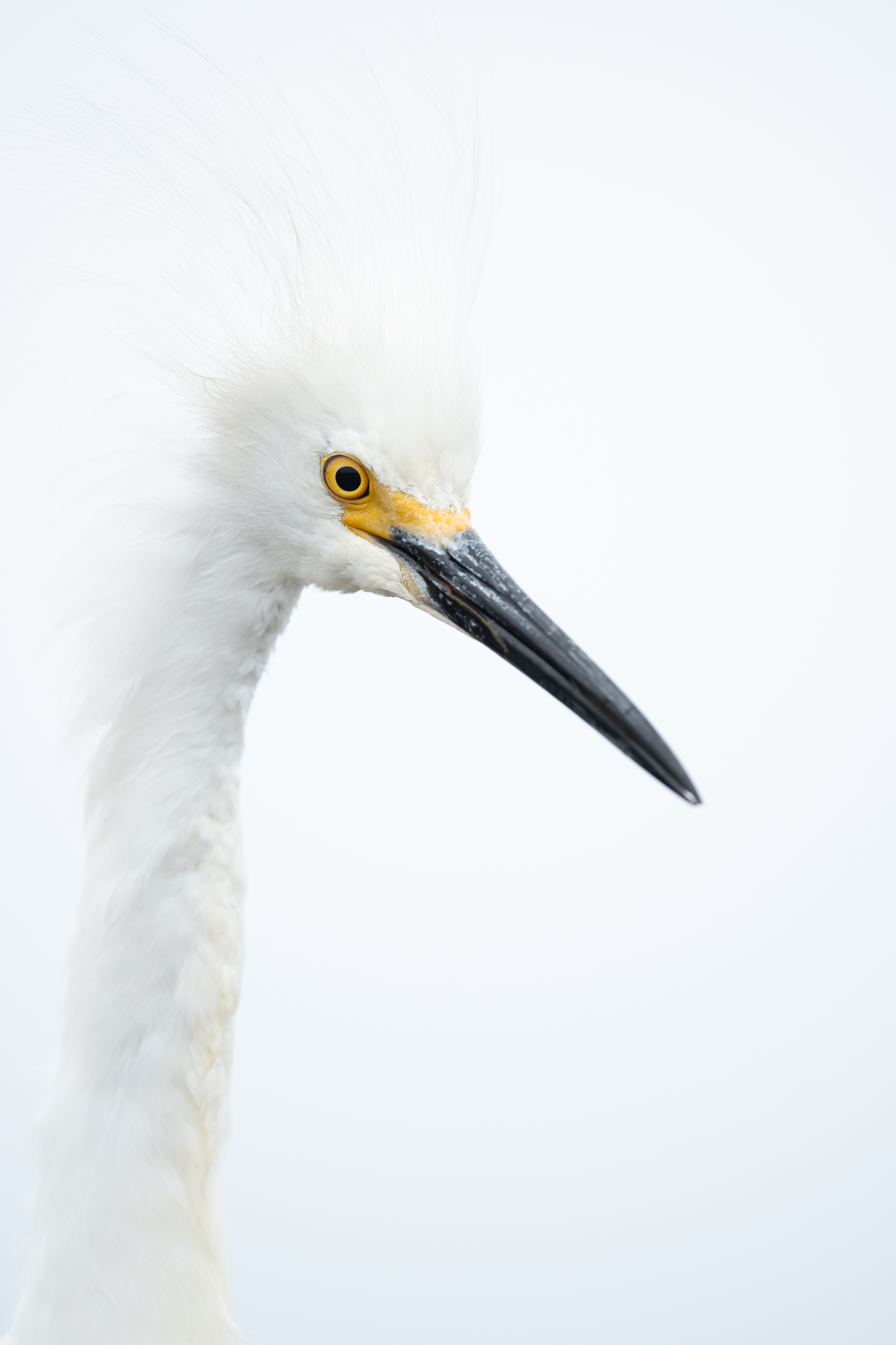 Snowy egret wading