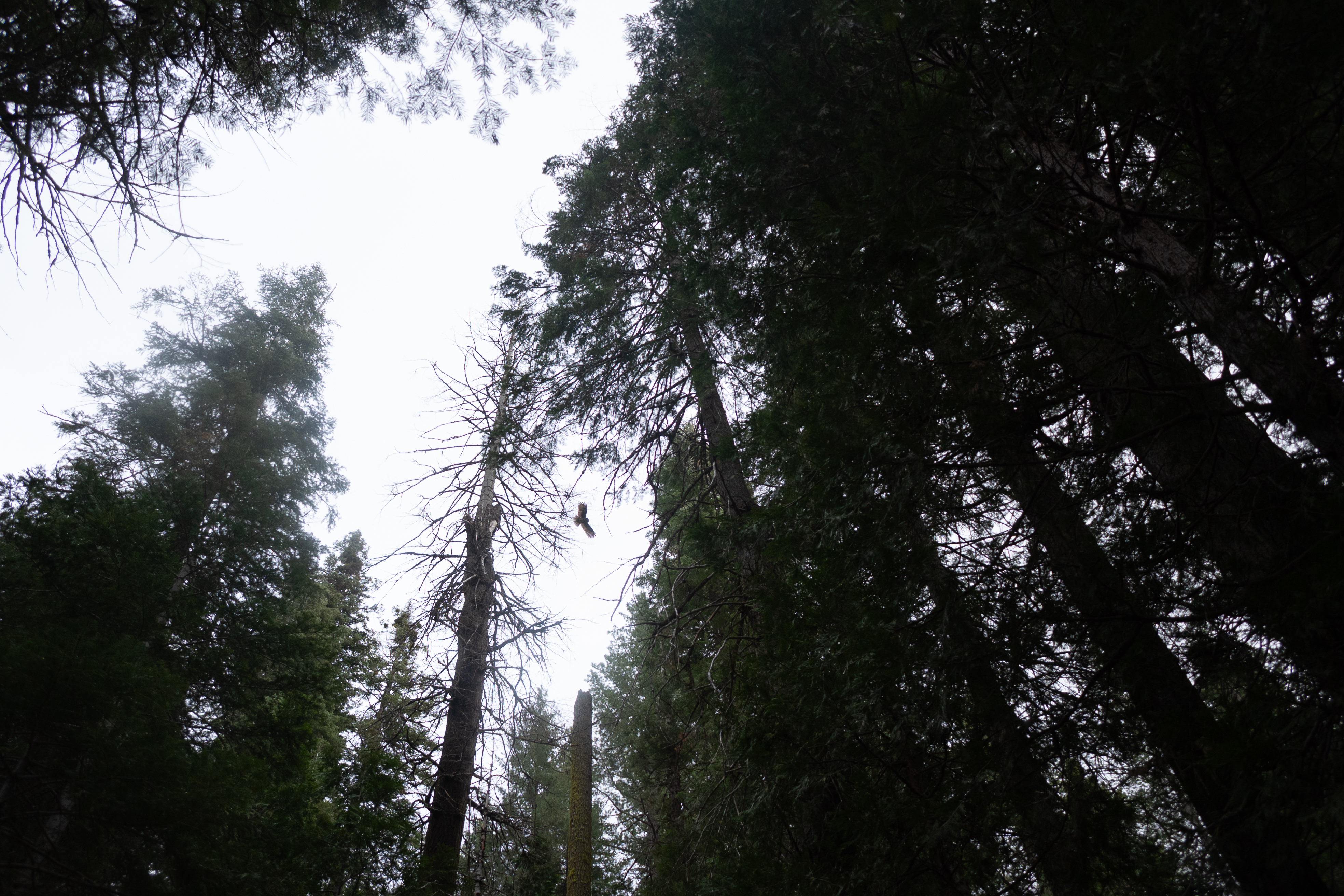 Great grey owl silhouette in flight among tall trees
