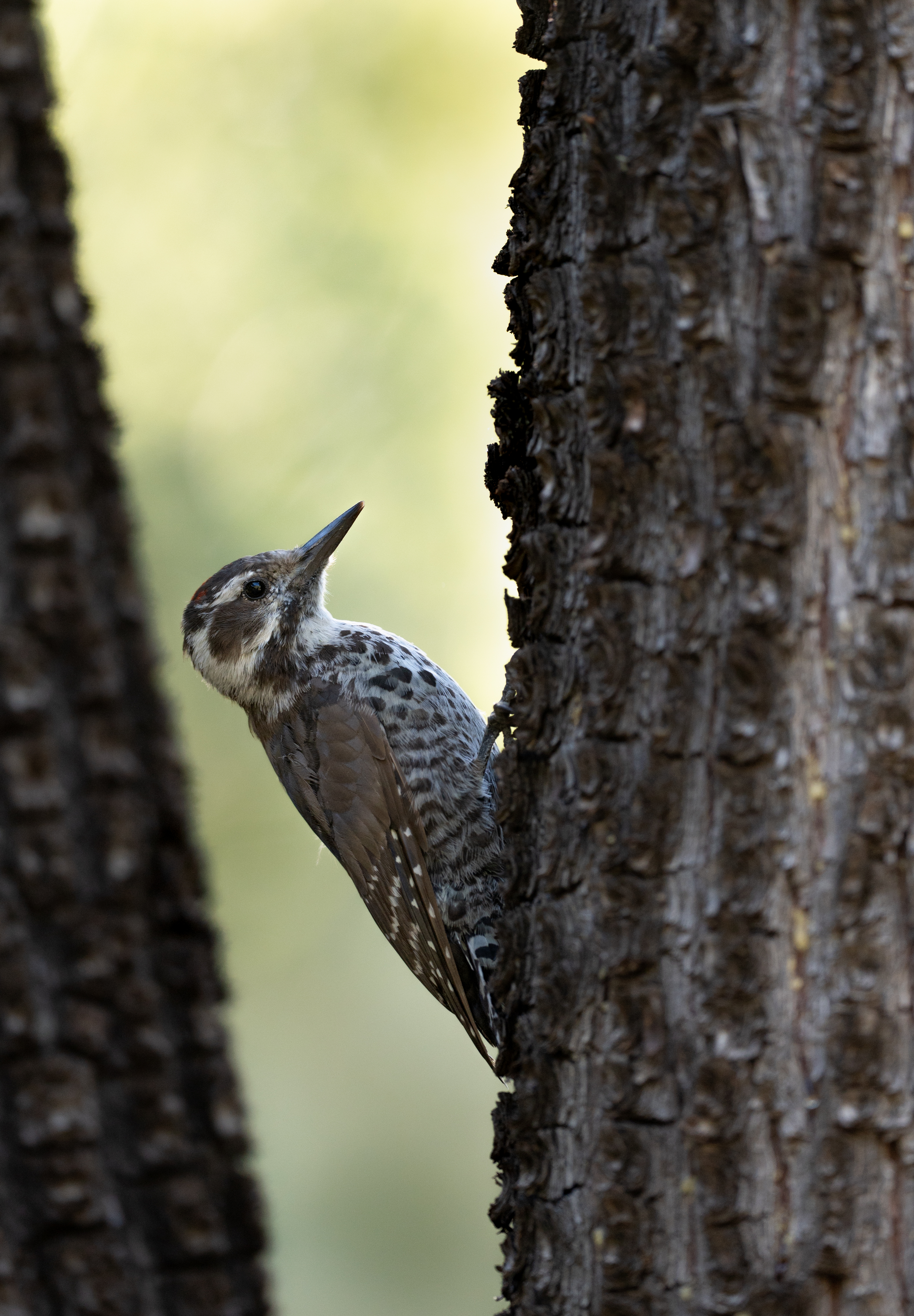 Juvenile northern flicker peeking between tree trunks