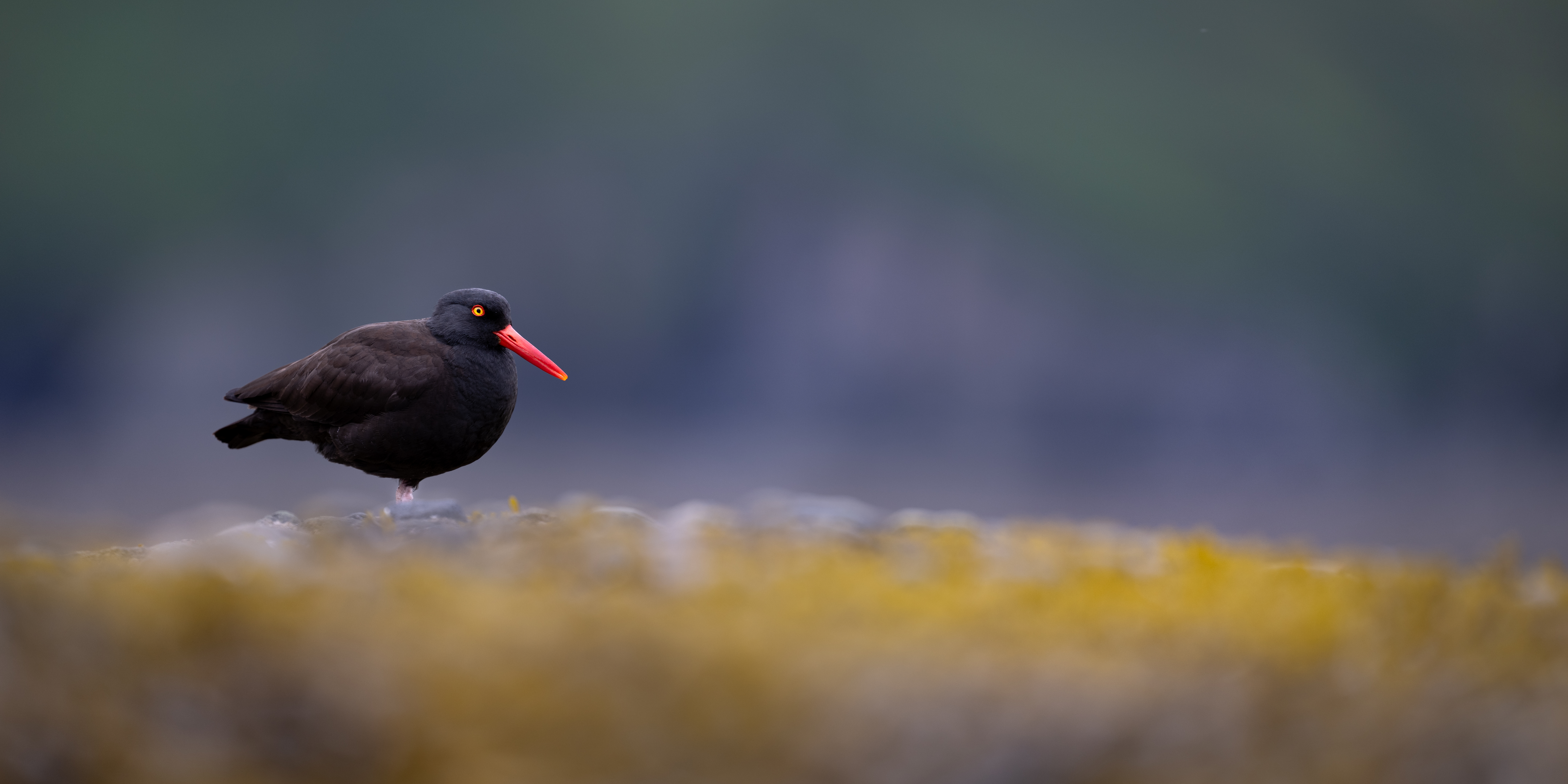 Black oystercatcher standing on mossy rocks