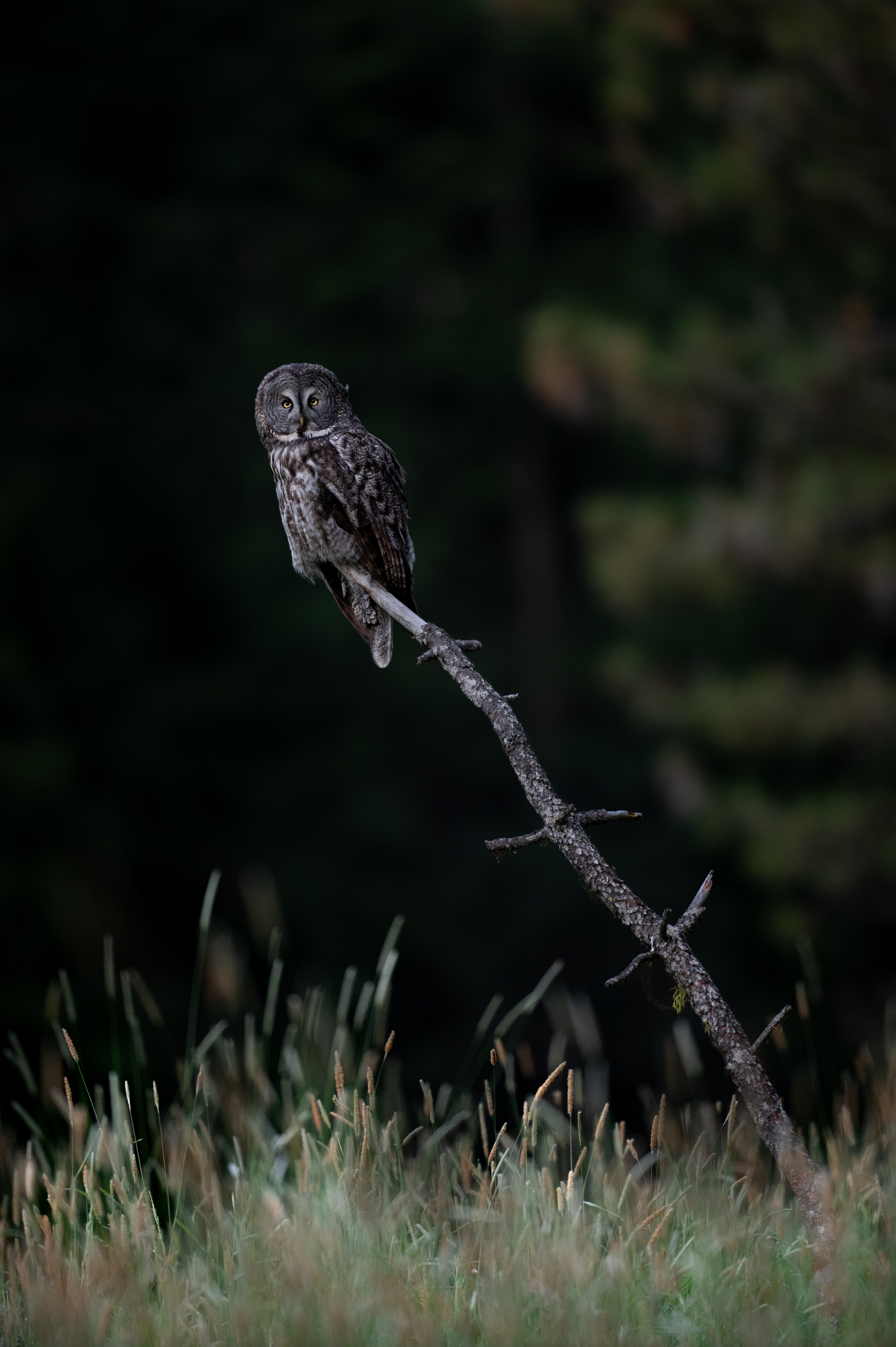 Great grey owl at a different angle