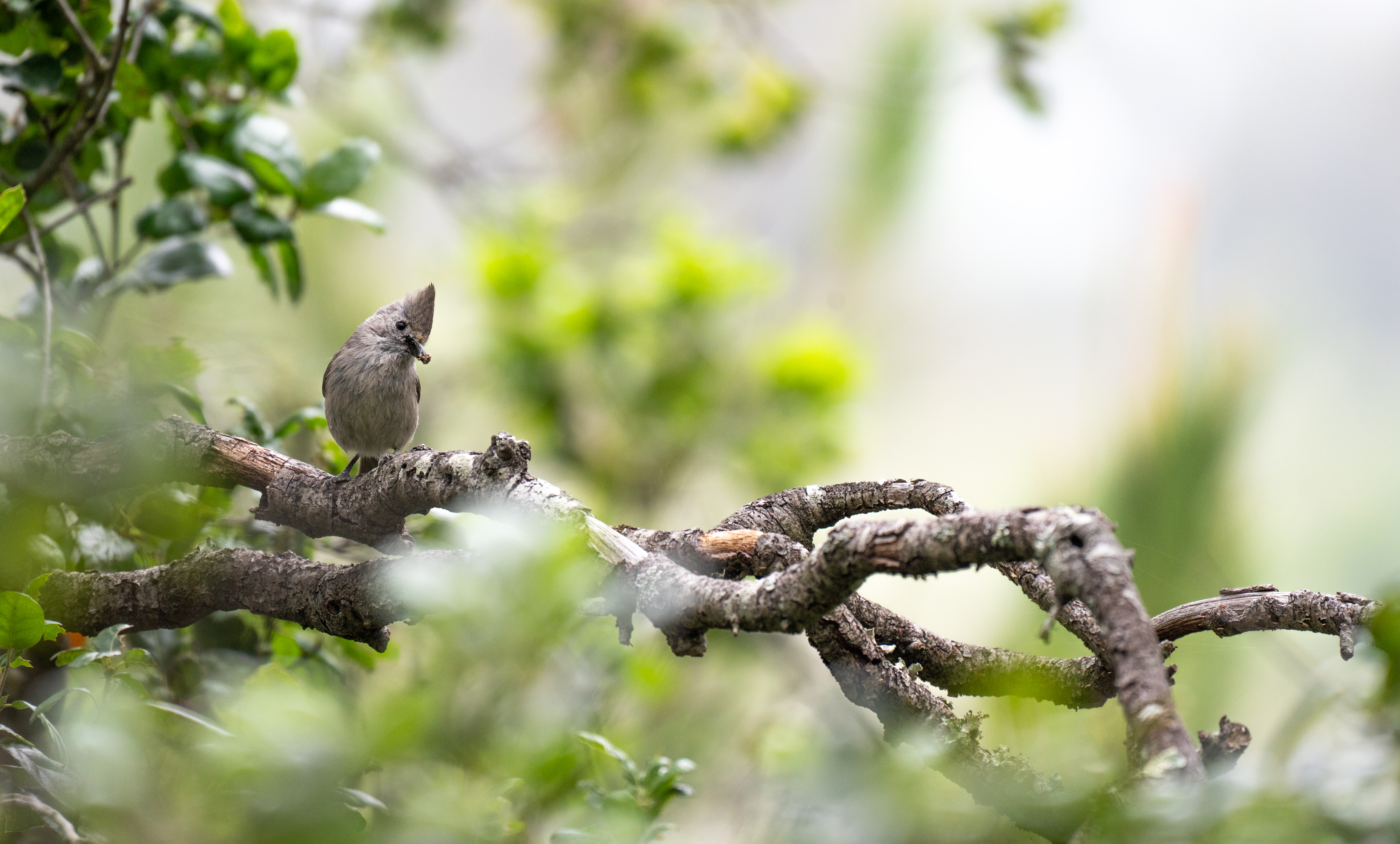 Oak titmouse perched in an oak tree
