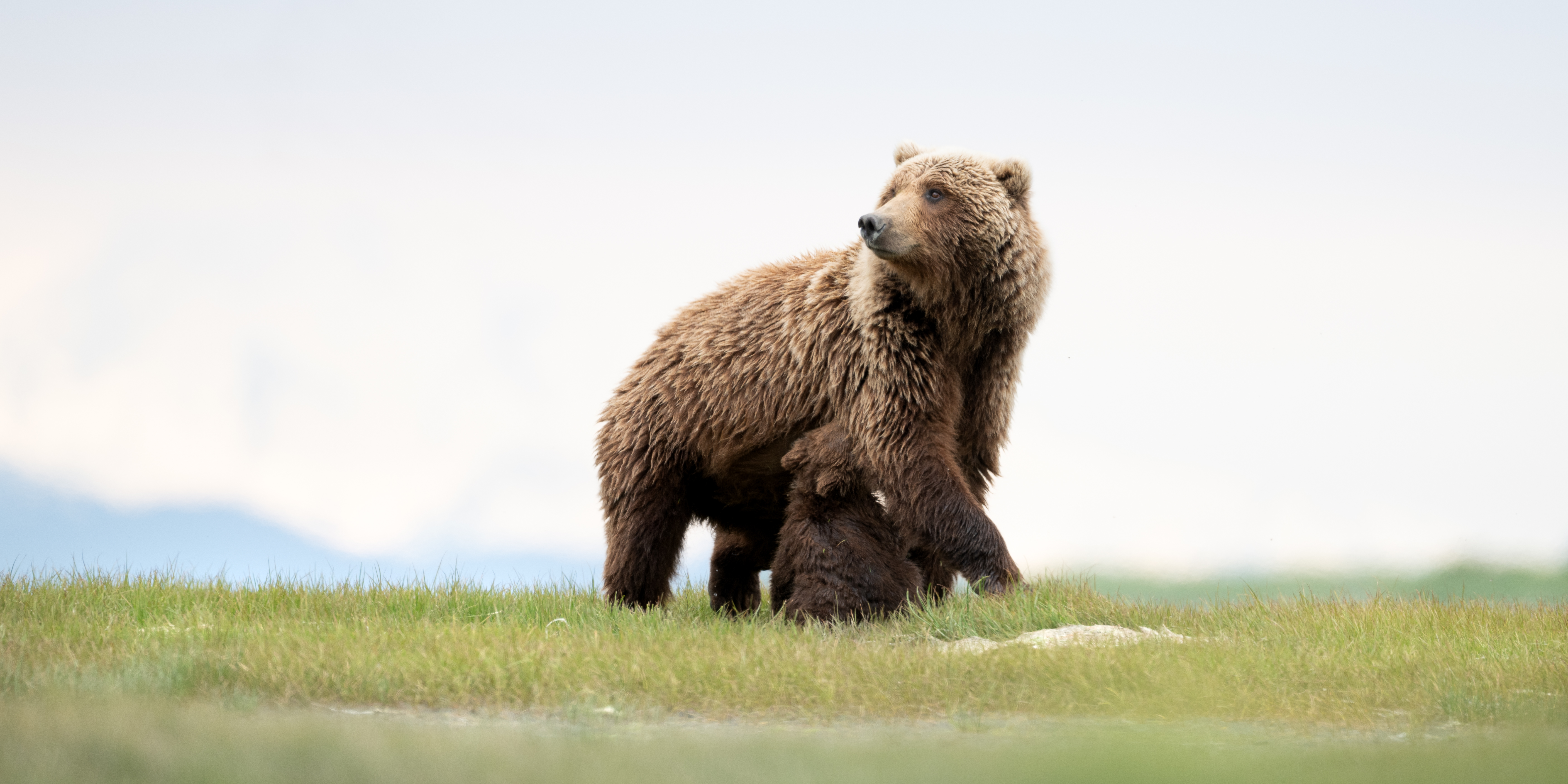 Bear sow and cub — wildlife photography